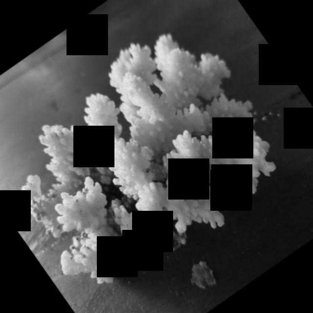 Dataset Image