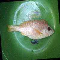 Dataset Image