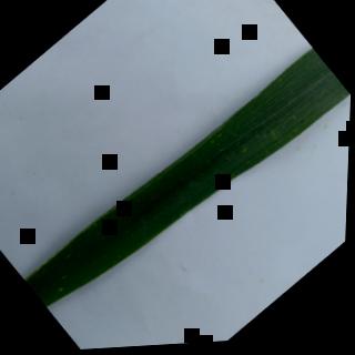 Dataset Image