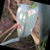 Dataset Image