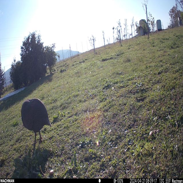 Dataset Image