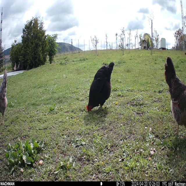 Dataset Image