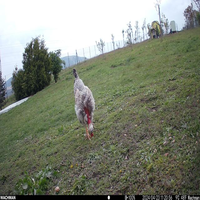 Dataset Image