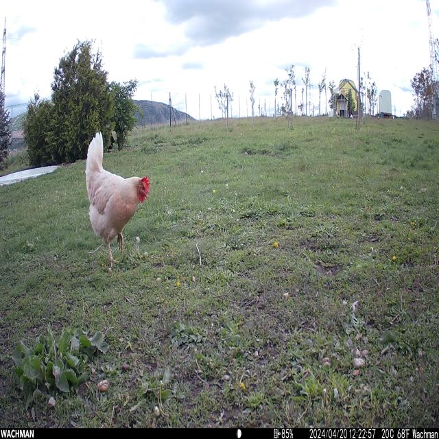 Dataset Image