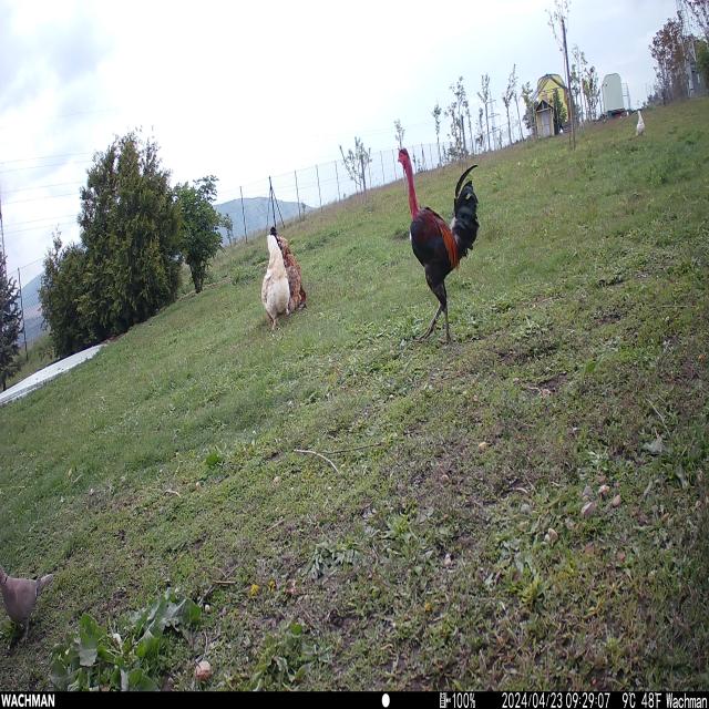 Dataset Image