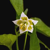 Dataset Image