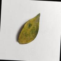 Dataset Image