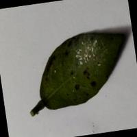 Dataset Image