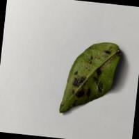 Dataset Image