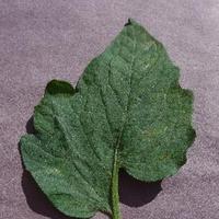 Dataset Image