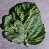 Dataset Image