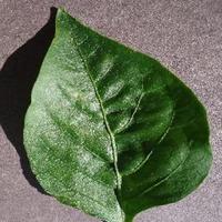 Dataset Image