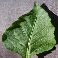 Dataset Image