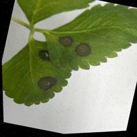 Dataset Image