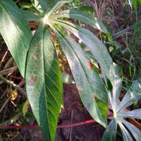 Dataset Image