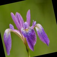 Dataset Image