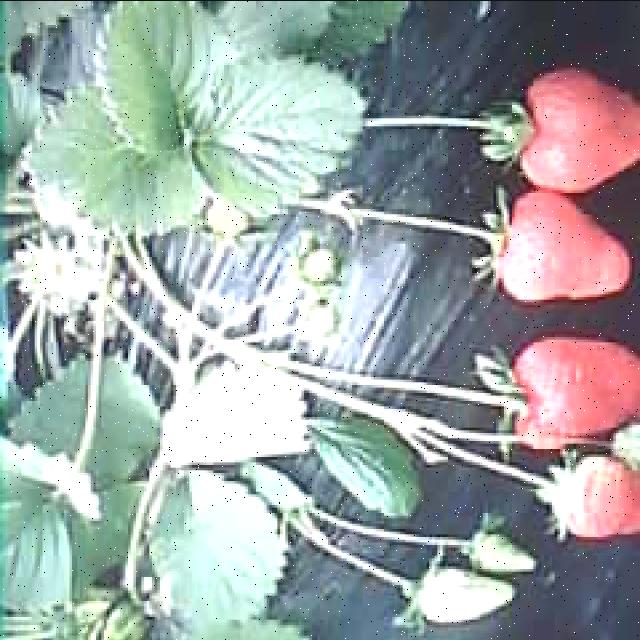Dataset Image