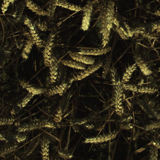 Dataset Image
