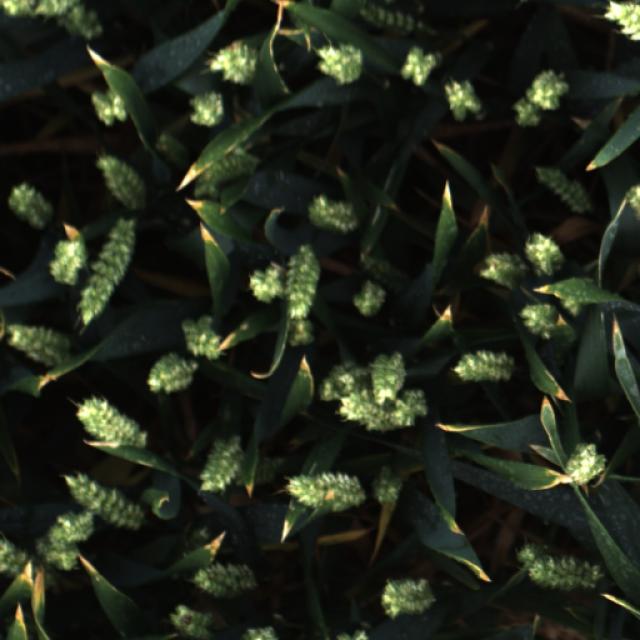 Dataset Image
