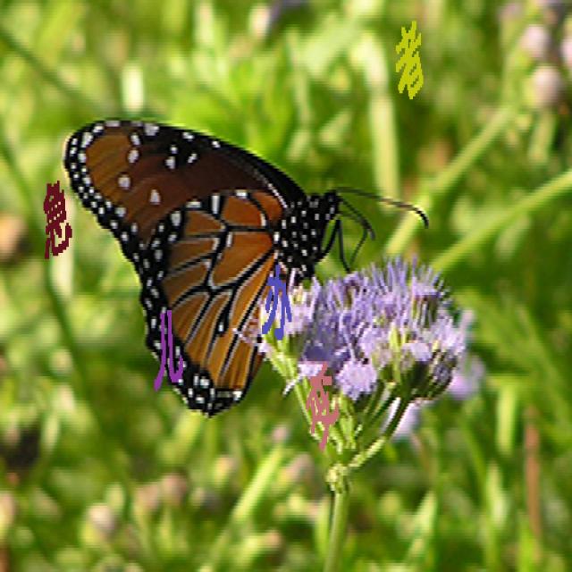 Dataset Image