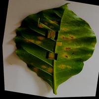 Dataset Image