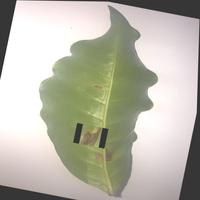 Dataset Image
