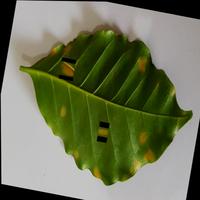 Dataset Image