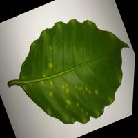 Dataset Image