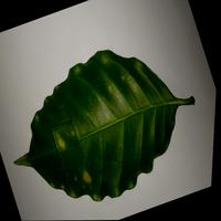 Dataset Image