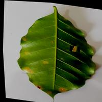 Dataset Image