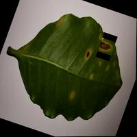 Dataset Image