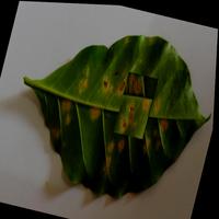 Dataset Image