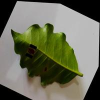 Dataset Image