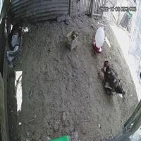 Dataset Image