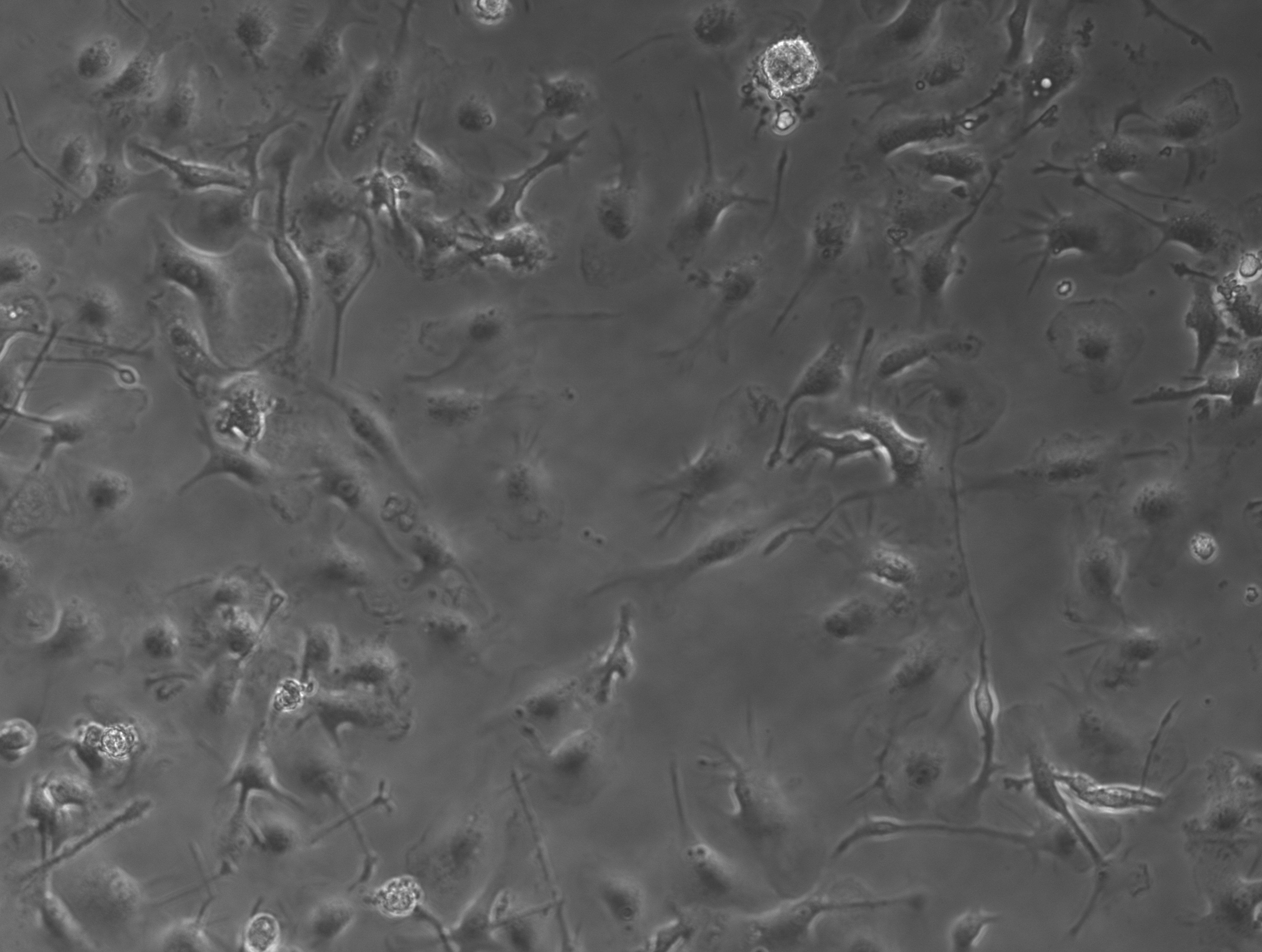 Dataset Image
