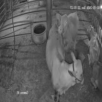 Dataset Image