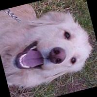 Dataset Image