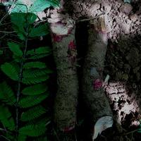 Dataset Image