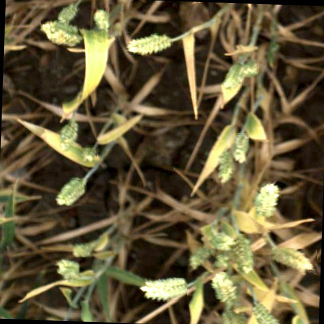 Dataset Image