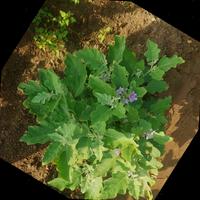 Dataset Image