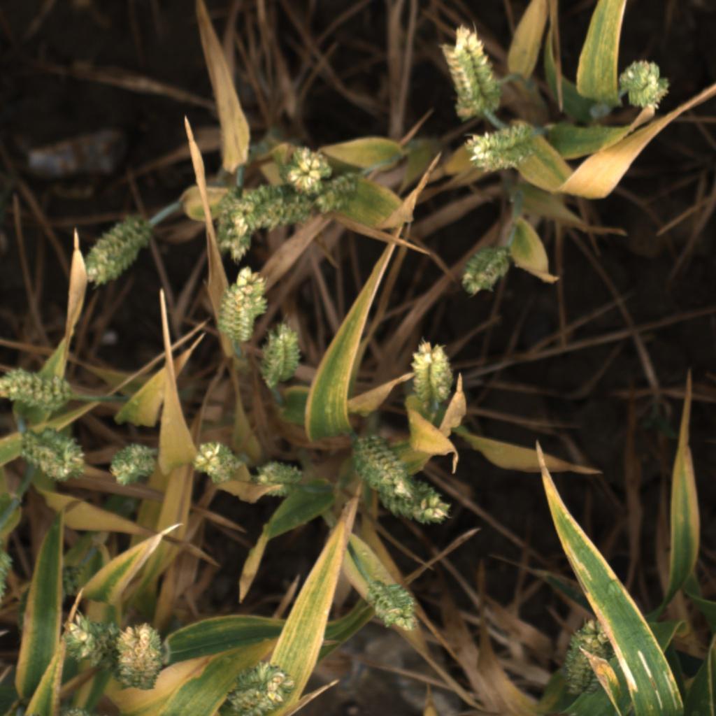 Dataset Image