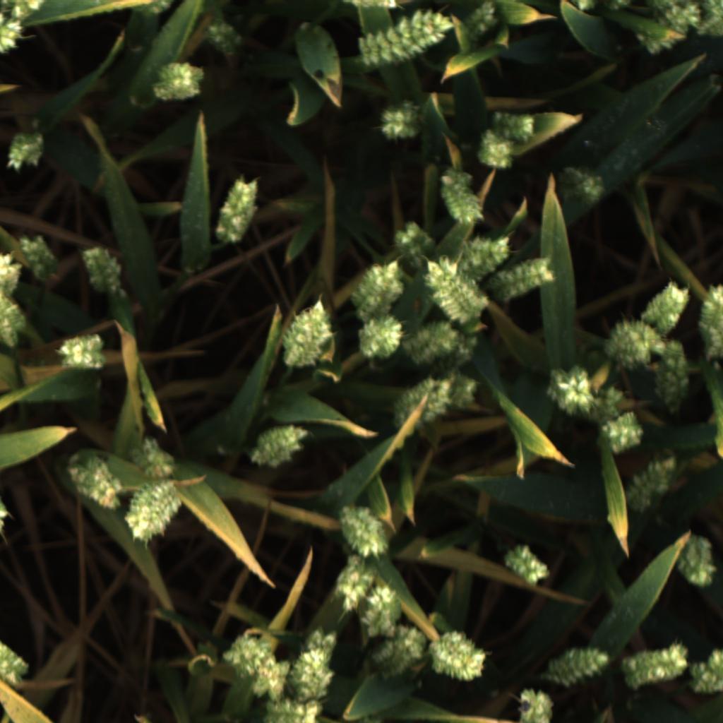 Dataset Image