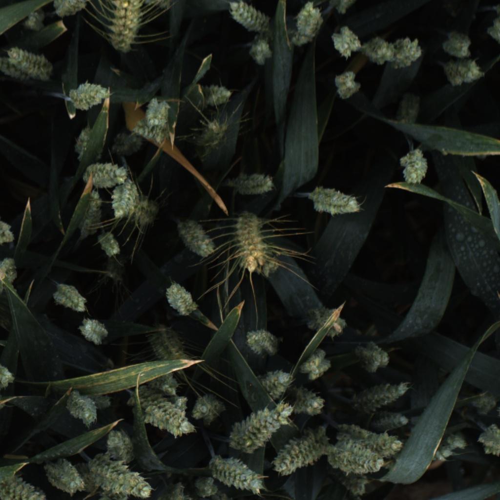 Dataset Image