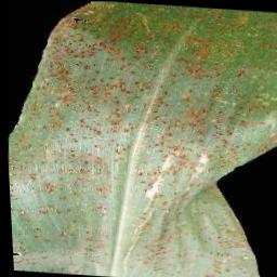 maize-disease-20240221 Instance Segmentation Model (v1, 2024-02-21 10 ...
