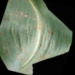 maize-disease-20240221 Instance Segmentation Model (v1, 2024-02-21 10 ...