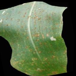 maize-disease-20240221 Instance Segmentation Model (v1, 2024-02-21 10 ...