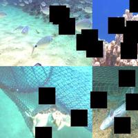 Dataset Image