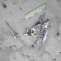 Dataset Image