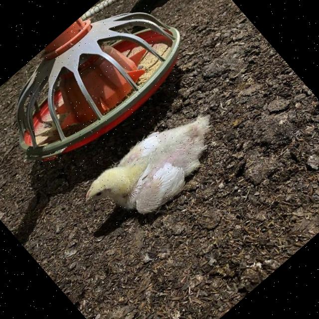 Dataset Image