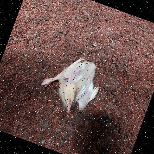 Dataset Image